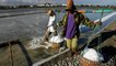Indonesia salt farmers hope to modernise as imports boom