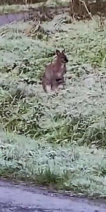 Il aperçoit un wallaby en liberté à Renac près de Redon