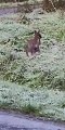 Il aperçoit un wallaby en liberté à Renac près de Redon
