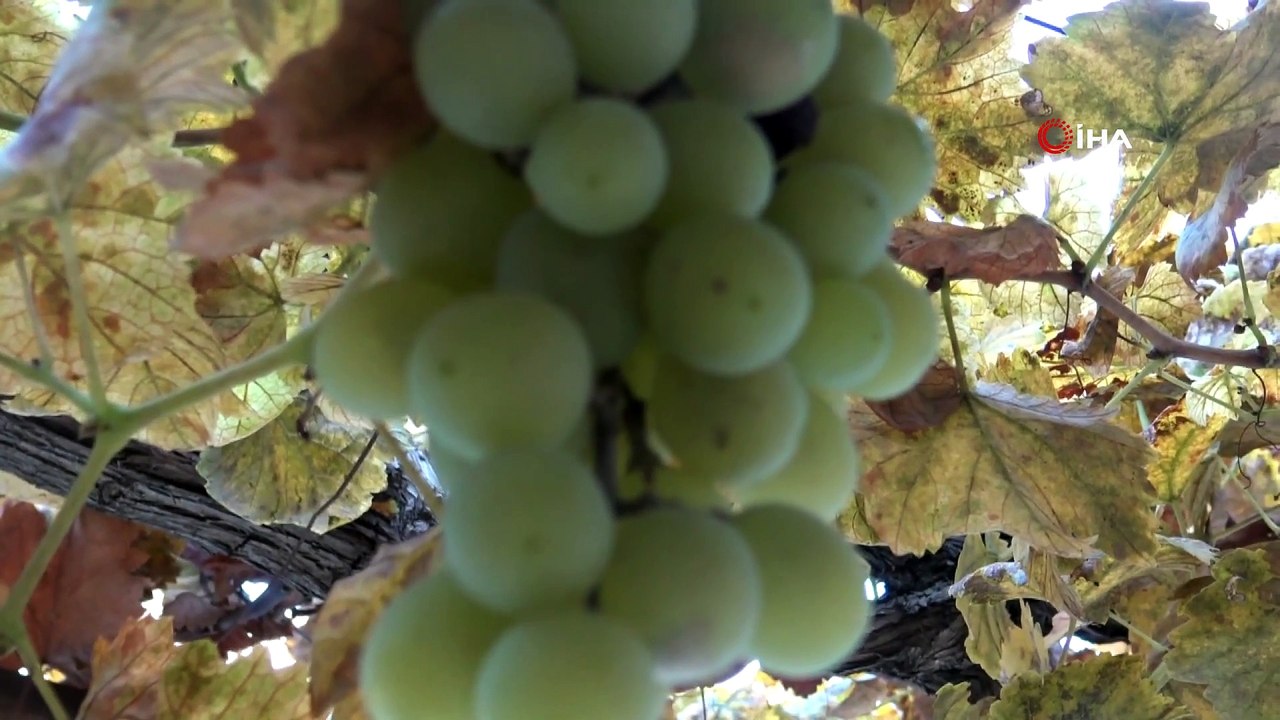 Tarsus'ta Kışın Ortasında Dalında Üzüm Yetişiyor