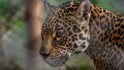 Rewilding Ibera: Efforts made to save Argentina’s wetlands