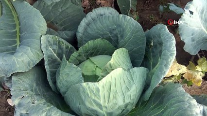 Lahana üreticisini güldürdü