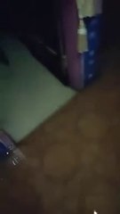 Akibat banjir ikan lele banyak yang masuk kerumah warga