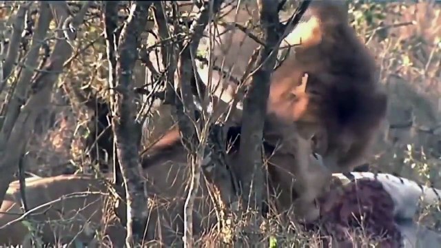 African Lions _ National Geographic Documentary