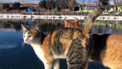 Korona Çıldır Gölü’nü sessiz bıraktı