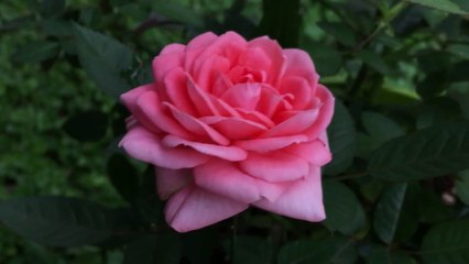 Beautiful Colorful Flowers Garden Stocks with BGM