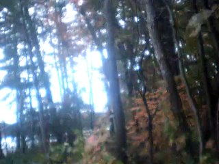 the nightingale and the rose instrumental