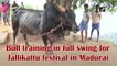 Bull training in full swing for Jallikattu festival in Madurai