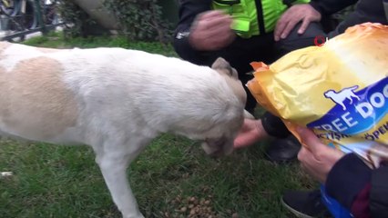Polis sokak köpeklerini elleriyle besledi