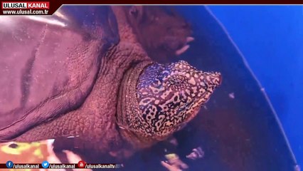 Dünyada tek örneği kalan Yangtze kaplumbağasının dişisi bulundu