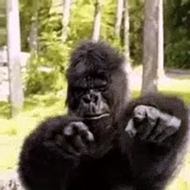 Funny Gorilla