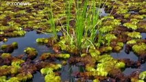 Camerun: il lago che soffoca (e che si affida al coleottero)