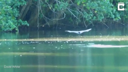Cette chauve-souris géante fait un rase motte pour boire