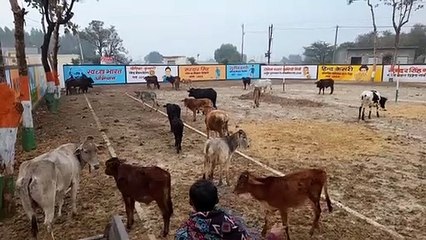 आवारा बेसहारा पशुओं से परेशान किसानों ने खेल मैदान में किए पशु बंद