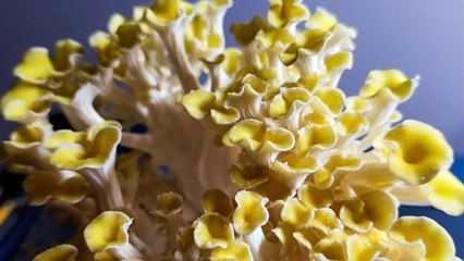 Golden Oyster Mushrooms Growing with Timelapse