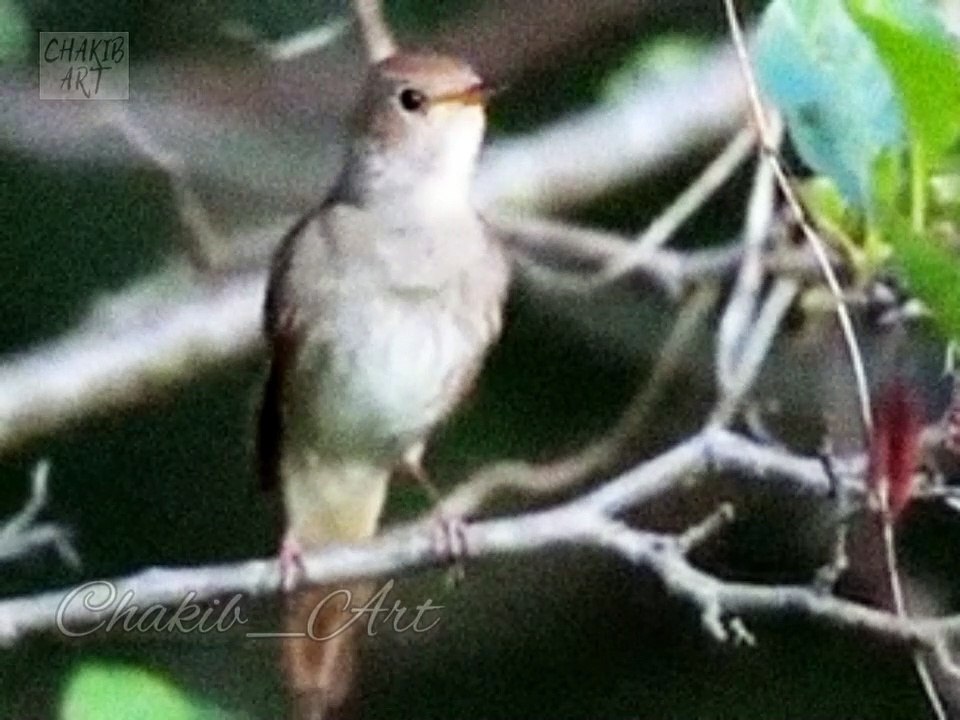 #rap #hiphop #music #rapper #trap #beats #rapmusic #Artist #love #producer #newmusic #hiphopmusic #freestyle #rappers #soundcloud #art #explorepage #spotify #follow #Youtube #dj #like #trapmusic #rnb #hiphop #bhfyp #beat #music  Chants d'oiseaux_Birdsong