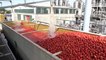 Tomatoes Harvesting Machine  Tomato Processing in Factory  How it made Canned Tomato ketchup_