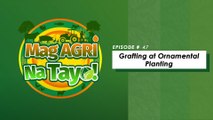 Mag-Agri Na Tayo! Episode 47 - Grafting and Ornamental Planting