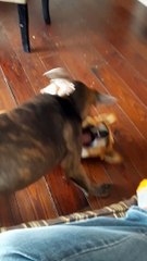 Tucker And Claire Bear  Early Morning