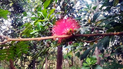 A reddish brushy like flower background | Nature Cuts - Promo