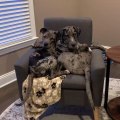 Two Dogs Sit on a Couch Hugging Each Other While Wagging Their Tails