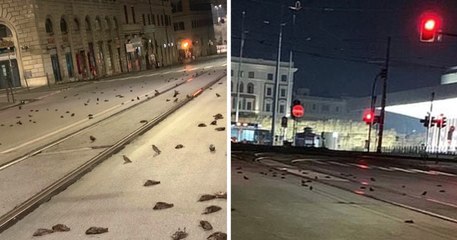 下载视频: Des milliers d’oiseaux retrouvés morts dans les rues de Rome après le feu d’artifice du Nouvel An