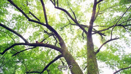 皇帝と私の秘密～櫃中美人～ 第1話 ハコ入りの美女