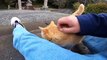 I took photos of stray cats living in Japan.34