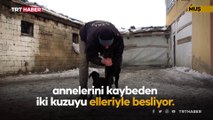 Annesiz kalan kuzuları biberonla besliyor