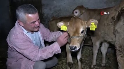 Yeni yılın ilk buzağılarına korona aşısını bulan Türk çiftin isimlerini verdi