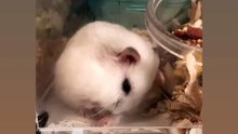 hamster