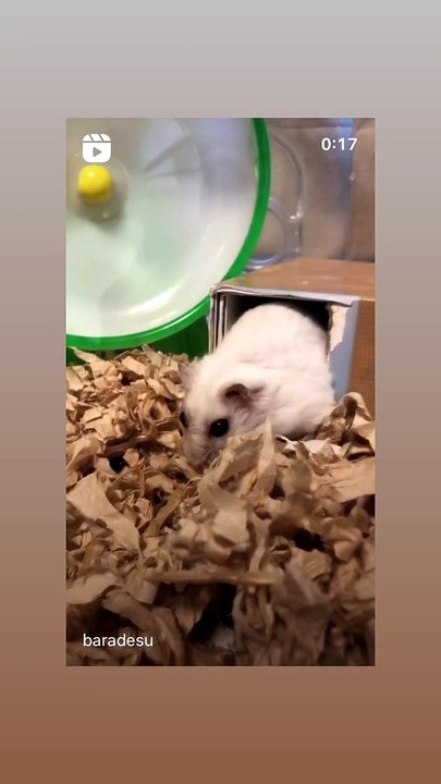 hamster