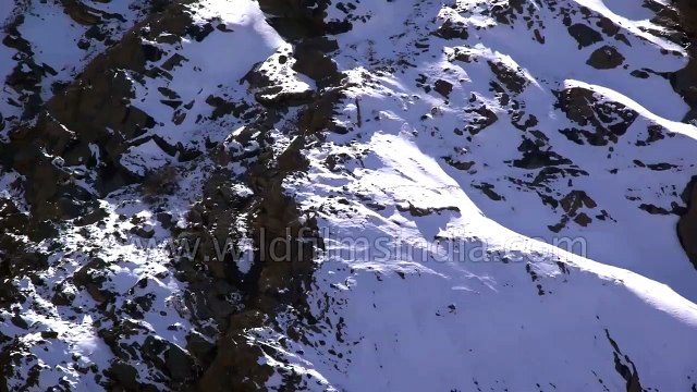 Snow Leopard incredible flight, fall and fight - rare footage from the Himalaya