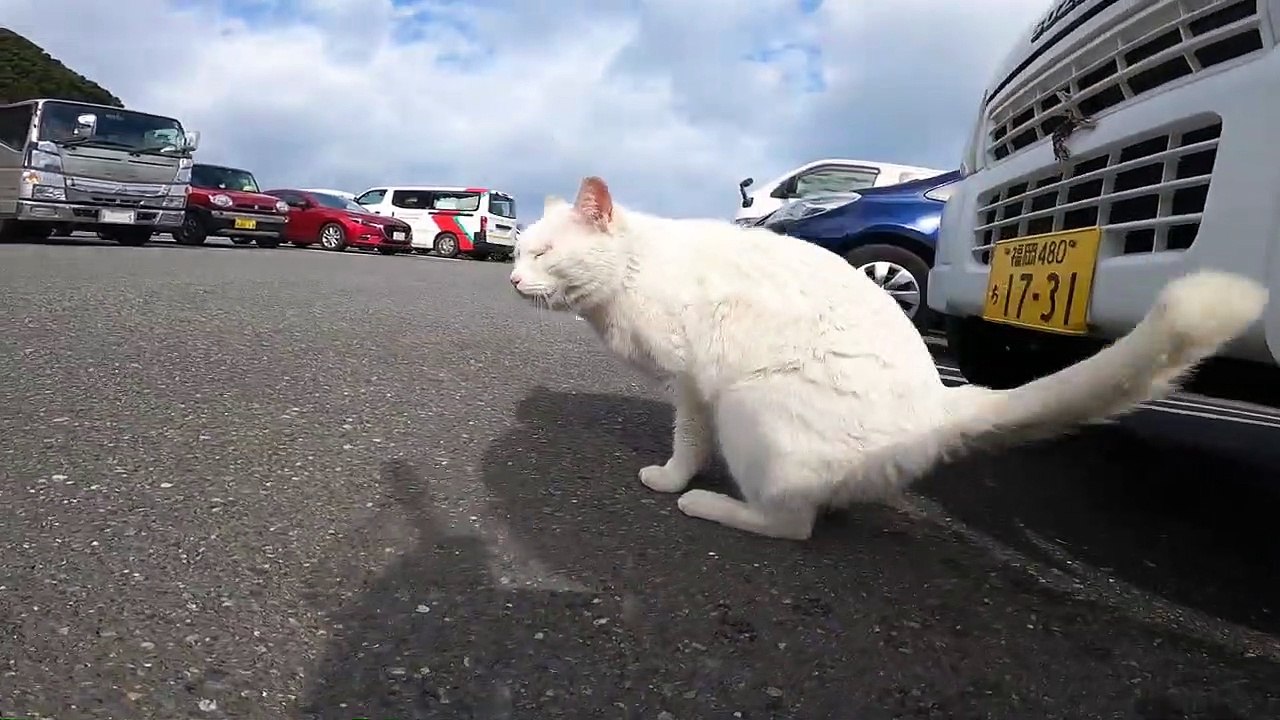 I took photos of stray cats living in Japan.35