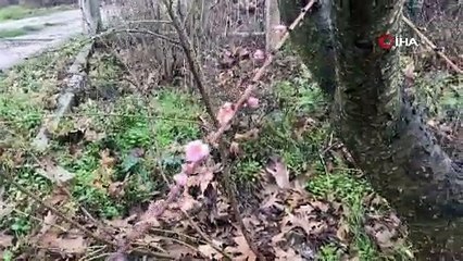 Kaz Dağları eteklerindeki şeftali ağacı çiçek açtı