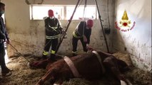 Parma - Cavallo in difficoltà soccorso dai Vigili del Fuoco (04.01.21)