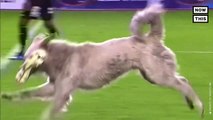 Dog Interrupts Soccer Match in Bolivia