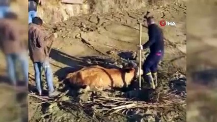 Bingöl’de çamura saplanan inek kurtarıldı