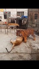Lion vs Tiger (play fighting)