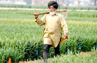 चार गुना ज़्यादा अमीर है पंजाब का किसान, लेकिन कृषि विकास दर में बिहार आगे