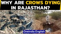 Bird flu alert sounded in Rajasthan after over 250 crows found dead|Oneindia News