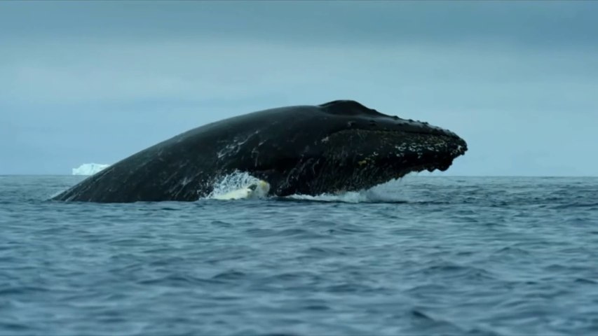 Le repas des baleines à bosses