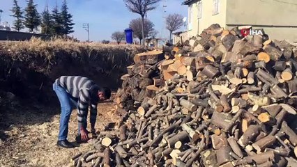 Kesilen ağacın gövdesinden “ay yıldız” figürü çıktı