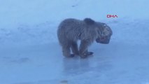 Başını teneke kutuya sıkıştıran yavru ayıyı, karla mücadele ekipleri kurtardı