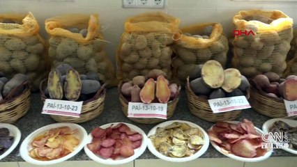 Niğde'de renkli patates üretildi | Video