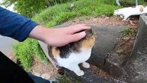 I took photos of stray cats living in Japan.37