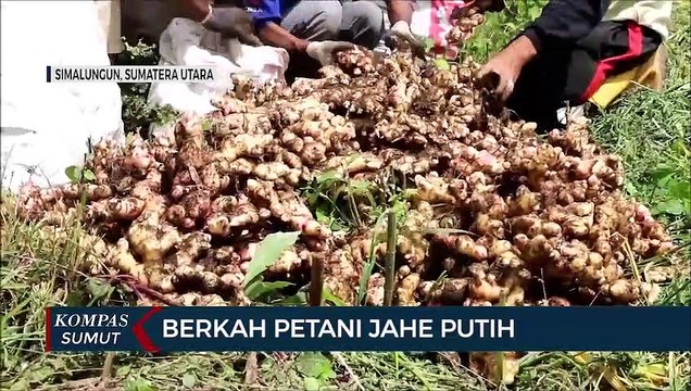 Berkah Petani Jahe Putih
