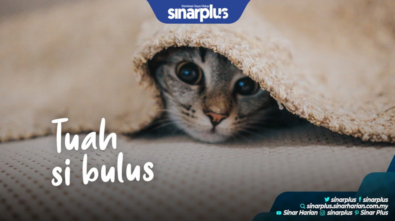 Tuah si bulus