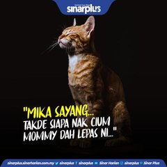 Orang yang sayang kucing sahaja tahu perasaan kehilangan⁣⁣⁣