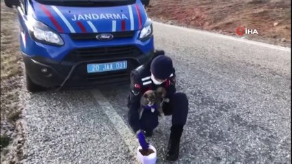 - Jandarmadan sokak hayvanlarına şefkat eli